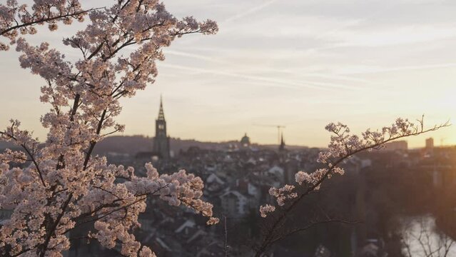Bern Rosengarten mit bl&uuml;hendem Kirschbaum, Fokus auf Kirschbaum, Sicht auf Altstadt