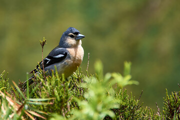Endemic common chaffinch (Fringilla coelebs maderensis) Sao Miguel, Azores Islands, Portugal