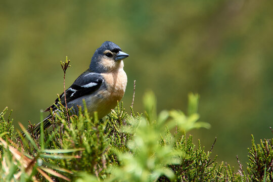 Endemic common chaffinch (Fringilla coelebs maderensis) Sao Miguel, Azores Islands, Portugal