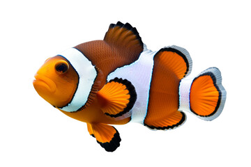 Orange clown fish (Amphiprion percula) in aquarium swiming in sea anemones. swiming clown fish isolated on white - obrazy, fototapety, plakaty