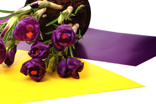 Crocus flowers in a pot with soil. On a white isolated background. Spring flower, purple, flower garden. Rose. Geocinth. irises.birthday. Valentine's Day. March 8. Holiday concept. Place for text