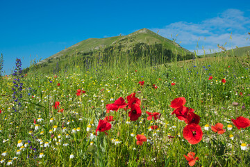 Beautiful flowering near Castelluccio di Norcia in Umbria, Italy - 769451376