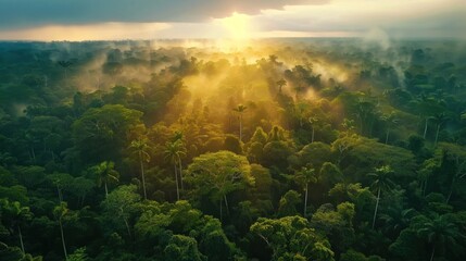 Fototapeta na wymiar Aerial view of tropical forest at morning sunrise with beautiful green Amazon forest landscape at sunrise. An aerial drone exploration adventure