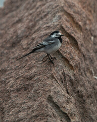 A sparrow sits on a stone near the river