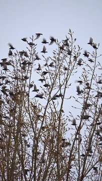 Vertical view of starlings in a tree as they take flight at the same time.