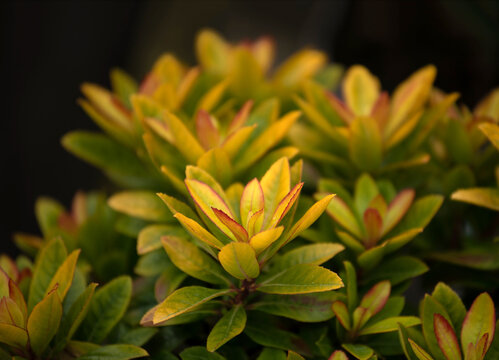 Escallonia 'Glowing Embers' plant in spring in the UK