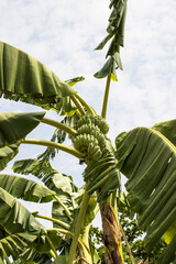 green bananas on a palm tree.