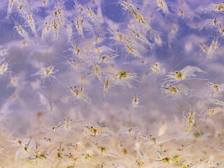 small transparent shrimps in the water as a background.