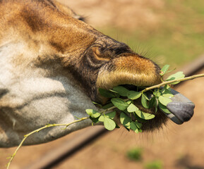 giraffe eats leaves with tongue.