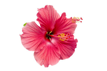 Hibiscus Flower on Transparent Background