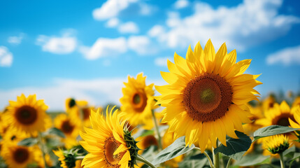 Obraz premium Sunflower field with cloudy blue sky
