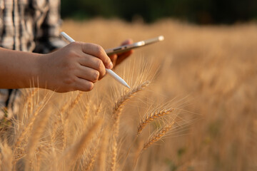 Farmer giving advice on wheat work online on tablet in wheat field