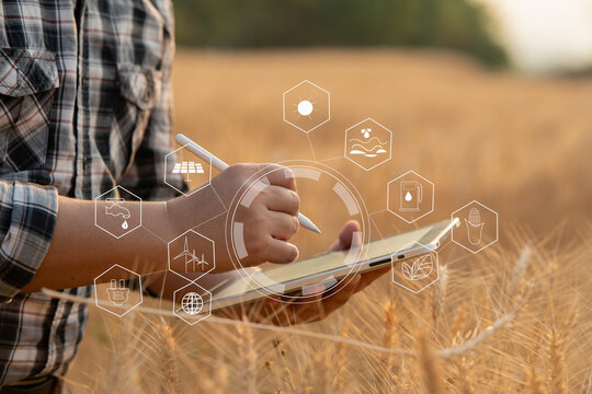 Farmer giving advice on wheat work online on tablet in wheat field