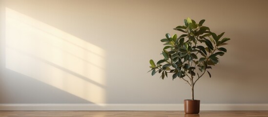 A houseplant in a flowerpot rests on a wooden floor inside an empty room, surrounded by the buildings walls and a few twigs from nearby trees