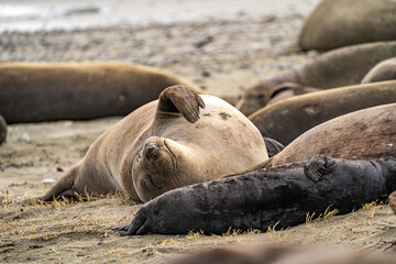 Elephant seals sleeping on the beach, Drakes Beach, California