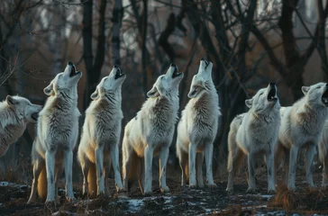 Deurstickers A pack of white wolves howling © Kien