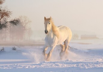 The horse stands proud amidst the blanket of snow, its breath forming wisps in the cold air, a...