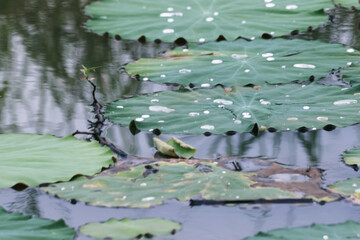 The lotus in the pond