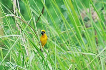 Asian Golden Weaver on a branch