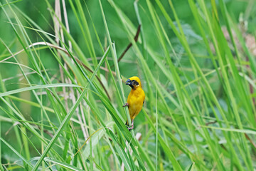 Asian Golden Weaver on a branch