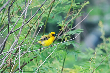 Asian Golden Weaver on a branch