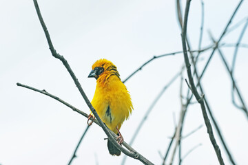 Asian Golden Weaver on a branch