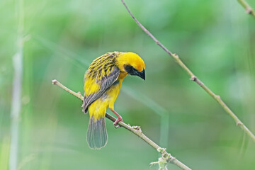 Asian Golden Weaver on a branch