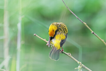 Asian Golden Weaver on a branch