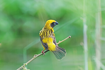 Asian Golden Weaver on a branch
