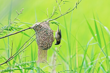 Asian Golden Weaver built the nest