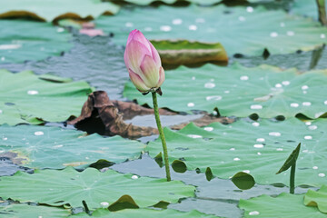 The lotus in the pond