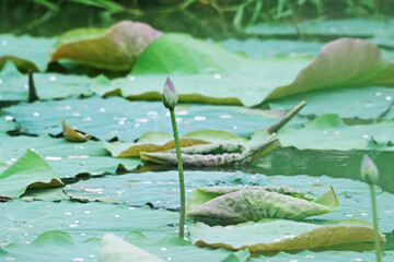 The lotus in the pond