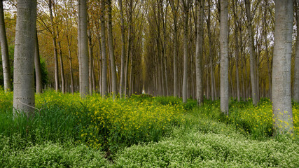 Frühling im Pappelwald - Spring in the poplar forest