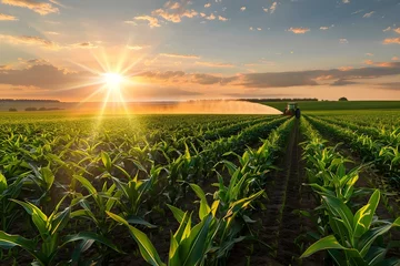  A tractor sprays pesticides in a cornfield at sunset creating a beautiful and serene agricultural scene. Concept Agricultural scene, Sunset in cornfield, Tractor spraying pesticides © Anastasiia