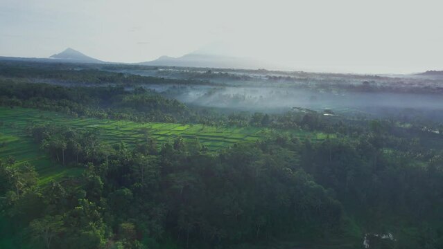 Aerial footage of beautiful ricefield in Banjar mancingan, Gianyar, Bali in sunrise. 4K video. Aerial view. Arc right camera movement. Foggy. Wide shot.