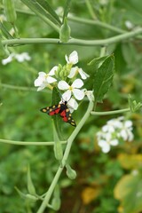 Beautiful butterfly on white Radish Flower. Radish flower. Closeup radish flower with green leaves in the spring, also known by its common name Virginia stock. Radish flower in nature