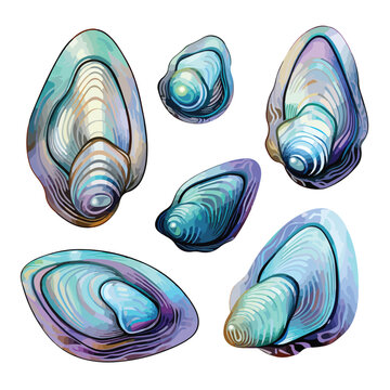 Abstract Paua Shells Clipart clipart isolated on white