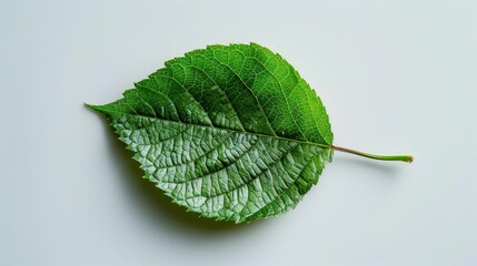 Fototapeta premium Green leaf rests on a clean,white background,its intricate veins and delicate texture commanding the viewer's attention This image symbolizes the power of simplicity