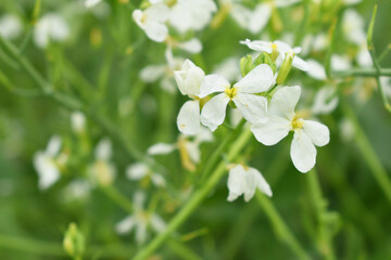 Beautiful white Radish Flower. Radish flower. Closeup radish flower with green leaves in the spring, also known by its common name Virginia stock. Radish flower in nature