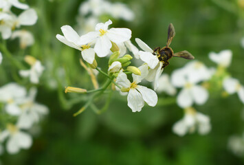big honey bee on white Radish Flower. Radish flower. Closeup radish flower with green leaves in the spring, also known by its common name Virginia stock. Radish flower in nature