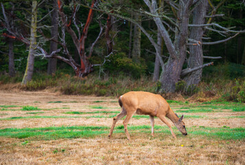 A Deer Doe at Fort Casey State Park on Whidbey Island, in Island County, Washington state