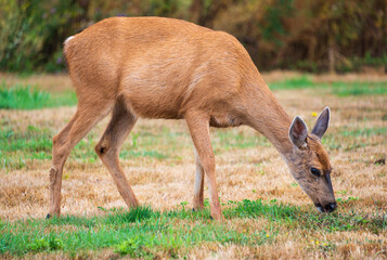 A Deer Doe at Fort Casey State Park on Whidbey Island, in Island County, Washington state