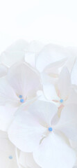 White hydrangea or hortensia flowers aesthetic mobile phone wallpaper.