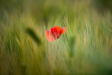 Beautiful field of red poppies in the sunset light.
