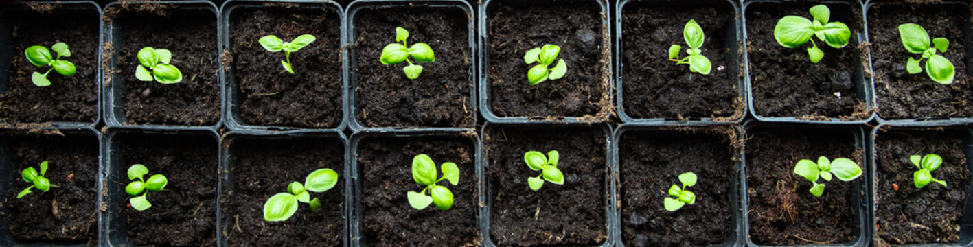 top view of many basil seedlings in small growing pots