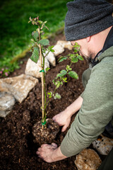 Man planting a small blackberry plant into the soil, cultivation and growing a rubus plant