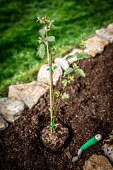 Small Blackberry rubus plant standing in a raised bed with soil, planting and cultivation