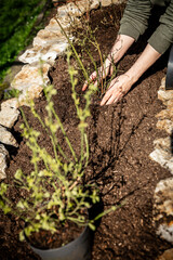 Man planting blueberry plants in a raised bed, vaccinium corymbosum