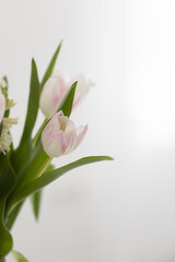 Blumen mit weiß-grauem Hintergrund, Hintergrundbild