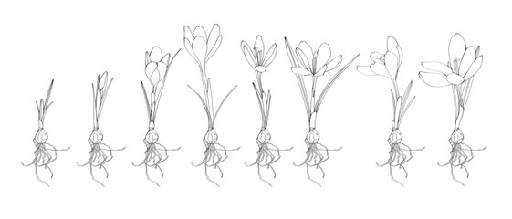 Saffron graphic flower, simple illustration big set. Crocus germination from corm bulb to sprouts to flower. Set illustration with flowers bulbs. Life cycle phases evolution. - obrazy, fototapety, plakaty